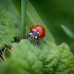 CSRF atakos: kaip apsaugoti web aplikacijas