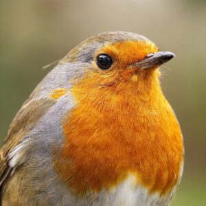 Logstash grok patterns: logų parserinimas