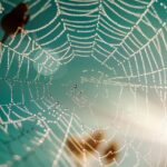 Nginx vs Apache: kuris web serveris geresnis?