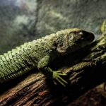 Playwright cross-browser testavimas