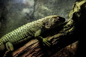 Playwright cross-browser testavimas