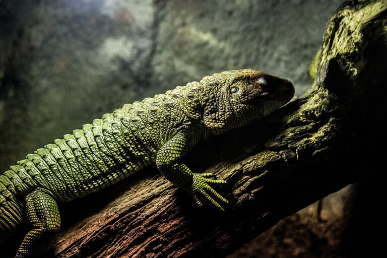 Playwright cross-browser testavimas