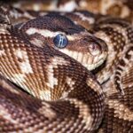 Python asyncio: asinchroninis programavimas