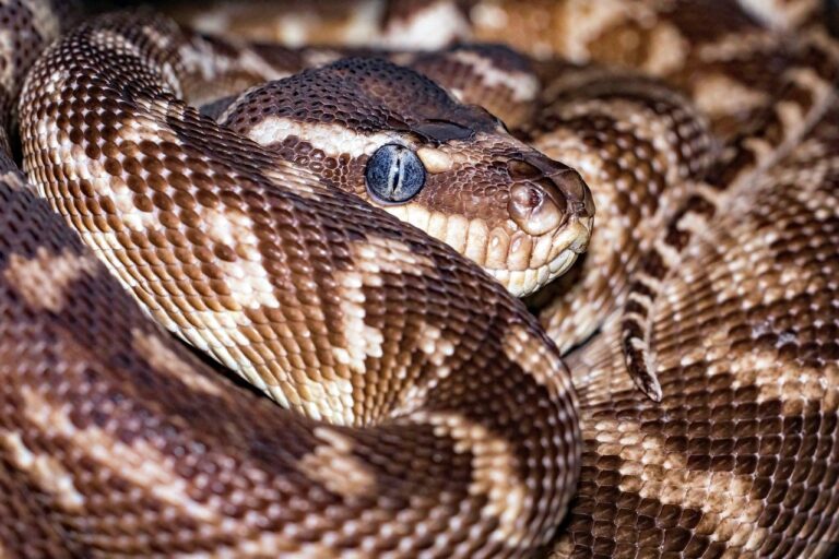 Python asyncio: asinchroninis programavimas