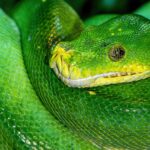 Python decoratoriai: kodą papuošantys funkciniai triukai