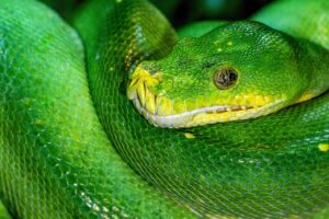 Python property dekoratorius: getteriai ir setteriai