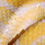 Python web scraping su BeautifulSoup