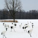 Laravel 11 naujovės ir migracijos vadovas