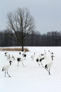 Laravel 11 naujovės ir migracijos vadovas