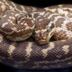 Python Textual: terminal UI