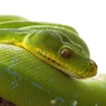 Python msgspec: JSON serialization