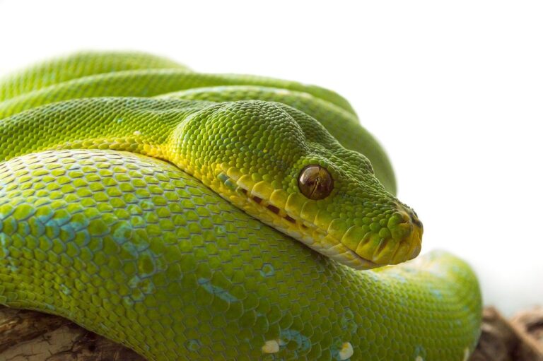 Python msgspec: JSON serialization