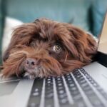 ChromeOS Flex: senų kompiuterių gelbėjimas