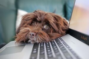 ChromeOS Flex: senų kompiuterių gelbėjimas