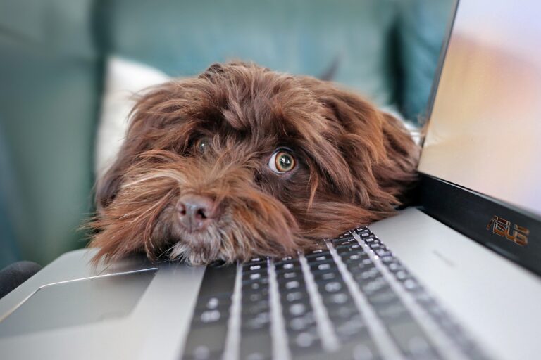 ChromeOS Flex: senų kompiuterių gelbėjimas