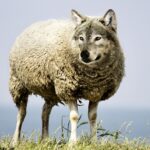 DeepSeek R1: kinų AI modelio apžvalga